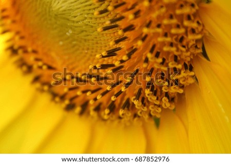 close up (sunflower)
