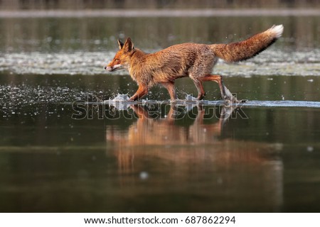 Fox on the water