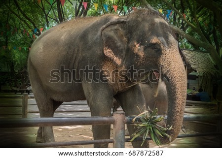 Lovely elephant eating vegetable