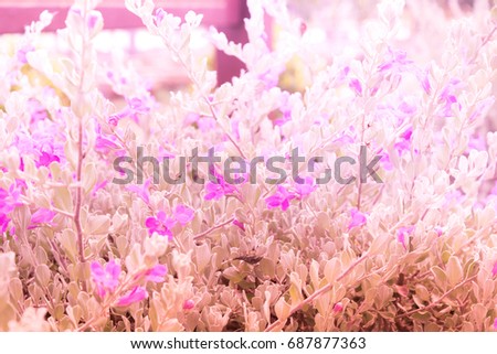 Soft focus background, sweet purple flowers in Thailand garden.