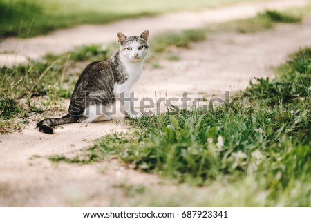 cat looking on the street