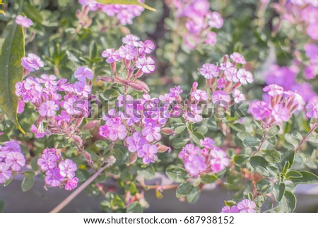 Saponaria ocymoides or "Rock Soapwort" also known as common soapwort, crow soap, wild sweet William.  Blooming pink flowers. Natural soap plant. Tender pink flowers background. Medicinal plant.
