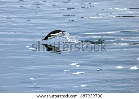 Gentoo penguin swimming and jumping in water mirrored, Antarctic Peninsula, Antarctica