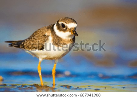 Cute little bird. Nature background. Common Ringed Plover 