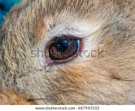 Beautiful eyes of a young grey rabbit closeup