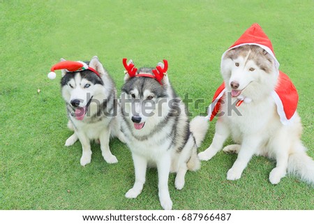 Christmas Concept. Three siberian husky dressed santa claus and sit on the green grass.
