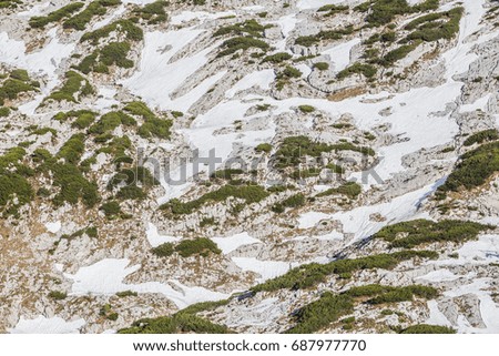 conceptual photo of spring going after winter. grass growing through snow in mountains