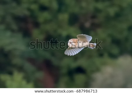 Side view of a single Barn Owl (Tyto alba) flying across green background
