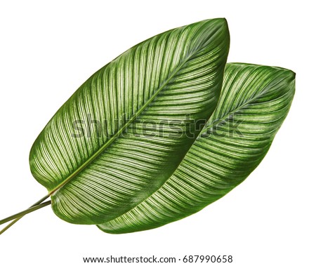 Calathea ornata (Pin-stripe Calathea) leaves, tropical foliage isolated on white background, with clipping path Royalty-Free Stock Photo #687990658