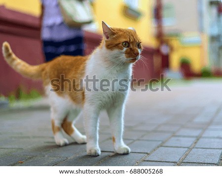 Red cat on the sidewalk