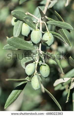 Greek olive tree with raw fruits,selective focus 