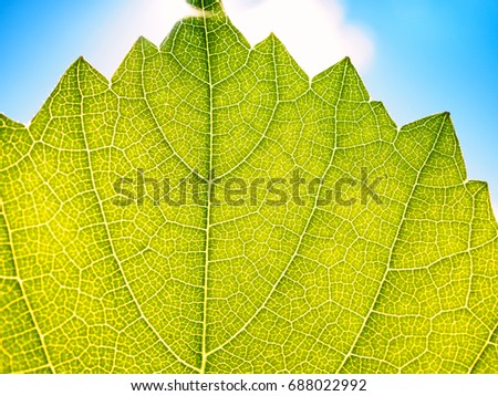 Leaves texture leaf background macro green light closeup
