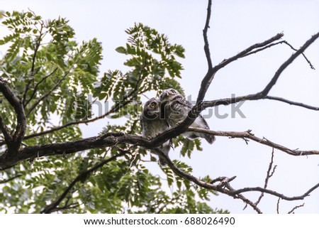 couple of Spotted owls or Strix occidentalis embracing on tree branch