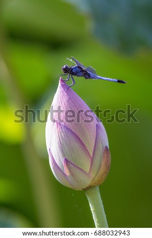Dragon fly on the lotus bud