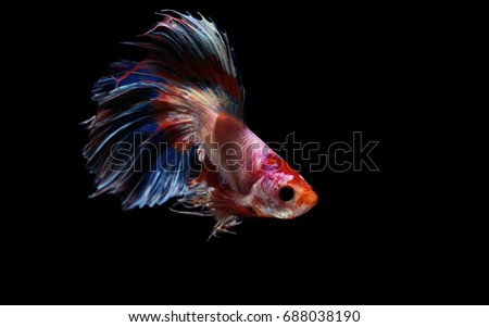 Siamese fighting fish isolated on black background 