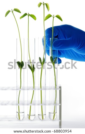 Scientist holding samples of grow plants