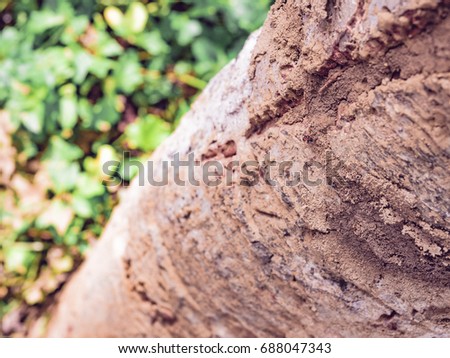 surface of tree with red ant (fire ant) from tropical country with soft focus green leaf background