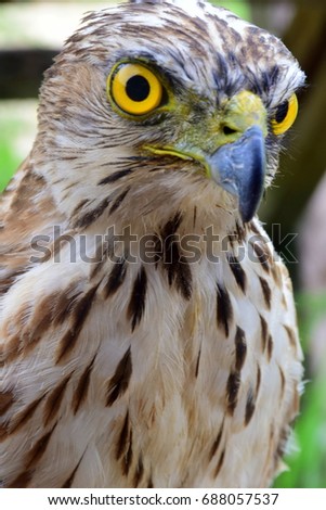 Hawk, Falcons, Hawks, Kites, Kestrels - Falconidae Family, Falconiformes order. Portrait of young adult hawk with grass background 
