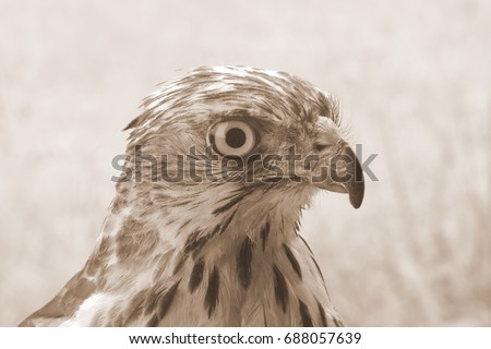 Hawk, Falcons, Hawks, Kites, Kestrels - Falconidae Family, Falconiformes order. Portrait of young adult hawk with grass background and retro filter