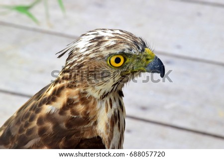 Hawk, Falcons, Hawks, Kites, Kestrels - Falconidae Family, Falconiformes order. Portrait of young adult hawk with grass background 