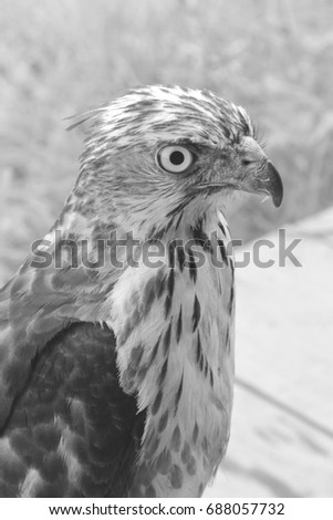 Hawk, Falcons, Hawks, Kites, Kestrels - Falconidae Family, Falconiformes order. Portrait of young adult hawk with grass background  and black and white filter