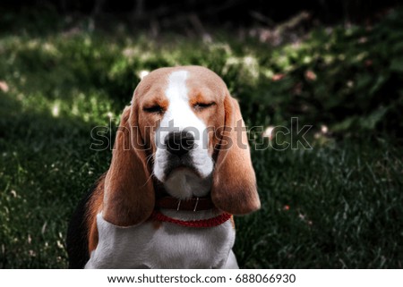 Beagle puppy lying on the wood, Portrait photography.
