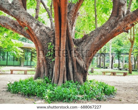 Bodhi tree