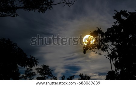 Silhouette night of tree  with background of sky and moon for halloween day.