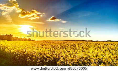 Majestic colorful sunset over the yellow fields, natural landscape Royalty-Free Stock Photo #688073005
