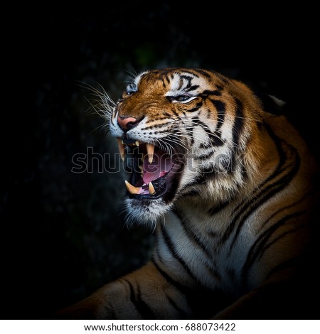 Tiger get angry, it looking mad.