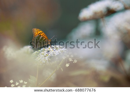 Butterfly on a forest glade.