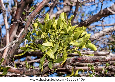 European Mistletoe (Viscum album) in forest, Angarskyi Pass area, Crimea
