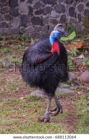 Cassowary is flightless birds and one of kind dangerous animal in the world