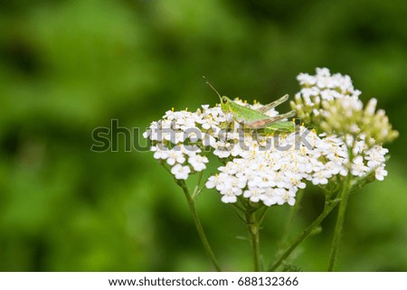 Green grasshopper on a white yarrow flower