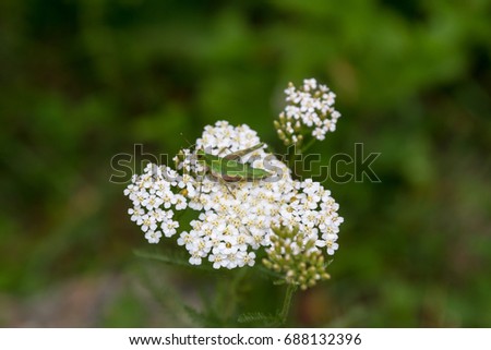 Grasshopper on white flower of grass on blurred background