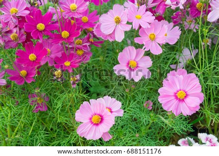 floral flowers in the garden , pink flowers nature background