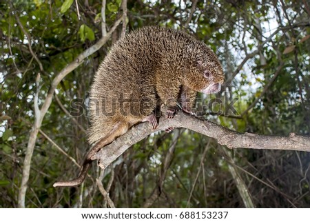Bristle-spined rat photographed in Guarapari, Espí­rito Santo - Southeast of Brazil. Atlantic Forest Biome. 