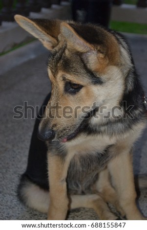 Young German Shepherd sitting down and looking to the side