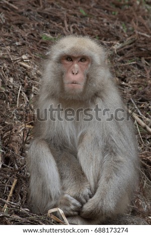 Snow monkey sitting in dried branches on hillside facing camera with intent gaze. The monkey was photographed near Jigokudani Snow Monkey Park in Japan.