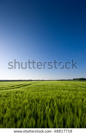 The picture shows a field of grain (barley) and a blue sky.