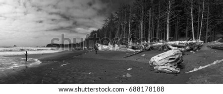Gigantic driftwood and beach in Olympic National Park. Panoramic landscape. Black and white.