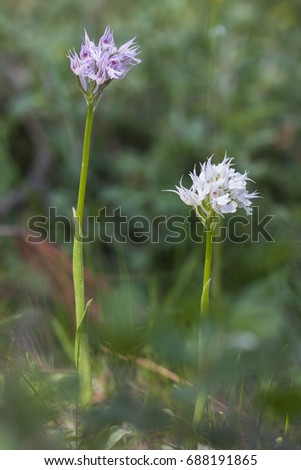 Beautiful wild orchid, Neotinea tridentata (three-toothed orchid) is a species of orchid found in southern Europe from Spain to Turkey; macro habit picture