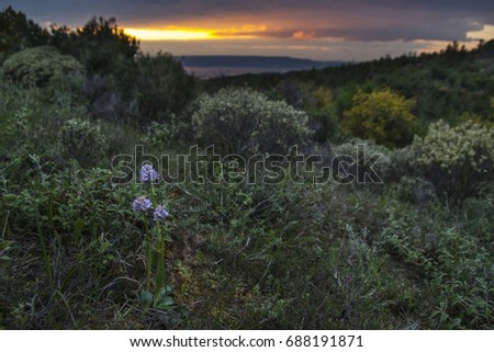 Beautiful wild orchid, Neotinea tridentata (three-toothed orchid) is a species of orchid found in southern Europe from Spain to Turkey; sunset macro picture in Canakkale, Turkey with habitat