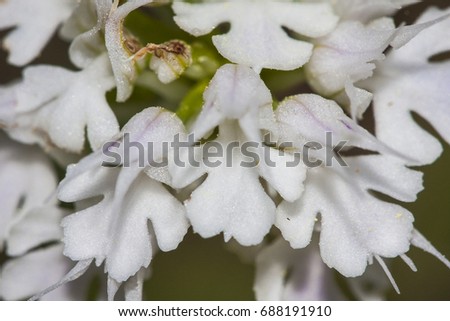 Beautiful wild orchid, Neotinea tridentata (three-toothed orchid) is a species of orchid found in southern Europe from Spain to Turkey; macro habit picture white flowers