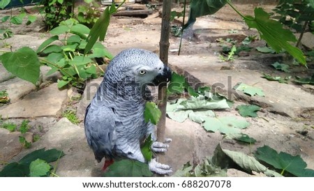 Jacquot parrot on a branch