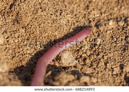 Typhlops vermicularis, the European blind snake or European worm snake, is a species of snake in the genus Typhlops; macro image photographed at sunset in Turkey