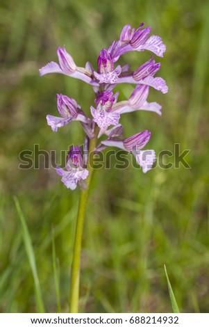 Anacamptis papilionacea is a species of orchid. It is one of several species commonly known as the butterfly orchid; habit macro picture in Turkey.