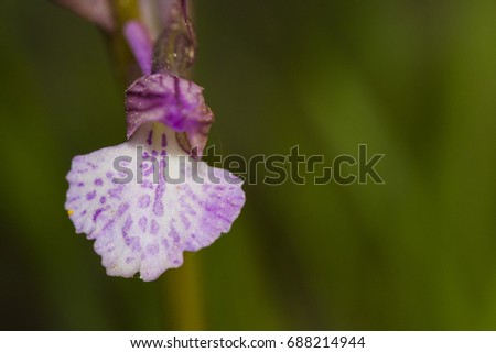 Anacamptis papilionacea is a species of orchid. It is one of several species commonly known as the butterfly orchid; habit macro picture in Turkey.