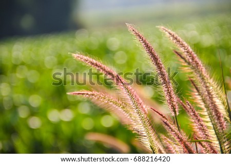 beautiful purple reeds flower under sunlight in spring season