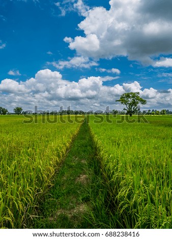 Walkway of rice paddies between rice paddies and yellow paddy fields. The background consists of forests and refreshing with the bright blue sky with white clouds. At Countryside Phitsanulok, Thailand